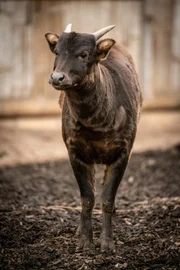 Tiefland-Anoa.