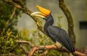 Rhinozerosvogel.