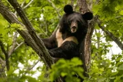 Asiatischer Schwarzbär