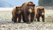 Nach dem Winterschlaf macht sich ein Grizzlyweibchen mit seinen Kindern auf den Weg zur Küste. Dort will es die gefährlich niedrigen Fettreserven seiner Jungen auffüllen.