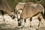 Die Oryxantilope ist die einzige Antilopenart, die in der extremen Hitze der Namib-Wüste einen kühlen Kopf bewahrt.