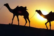 Hot Roads – Die gefährlichsten Strassen der Welt Camels and Trucks in Rajasthan Dromedare  Copyright: SRF/Autentic
