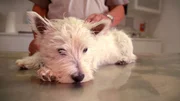 Westhighland Terrier Lesko ist gerade mal sechs Monate alt und schon steht eine OP an: Sein Leistenbruch muss vom Rügener Tierarzt Marco Nieburg dringend operiert werden.