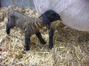 Ein neugeborenes Lämmchen macht seine ersten wackeligen Schritte auf der Weide.