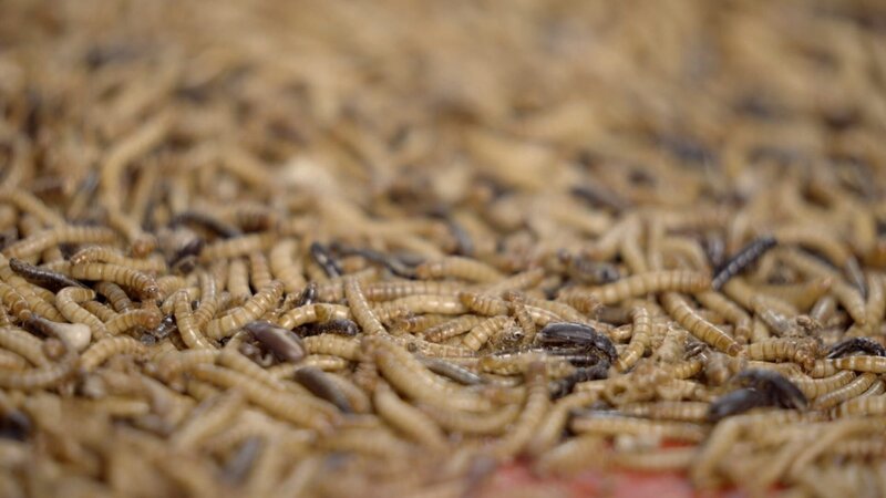 Welt ohne Fleisch?