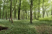 Der Wald ist Ort der Erholung, Sehnsucht und Identifikation. In Niedersachsen wie auch anderswo machen sich Naturschützer für den Erhalt dieses Ökosystems stark.
