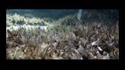 Karsten Schwanke bei einer Skypekonferenz mit Vertretern der Anrainerstaaten, die sich gemeinsam um die Wasserqualität des Sees kümmern. Über die Landesgrenzen hinweg.; Die Quaggamuschel ist eine eingewanderte Muschelart, die sich im Bodensee explosionsartig vermehrt und anderen Organismen im See die Nährstoffe wegfrisst, was zu einer akuten Gefährdung der Artenvielfalt im See führt.