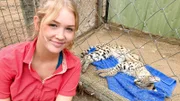 Ein Serval im "Aufwachraum". In zwei Monaten darf die schöne Raubkatze zurück in die Wildnis.