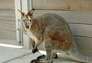 Känguru.