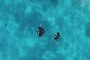 Manta-Rochen haben das größte Gehirn aller Fische. Sie erreichen eine Spannweite von bis zu sieben Metern.
