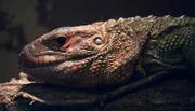 ARD/NDR LEOPARD, SEEBÄR & CO., FOLGE 127, am Freitag um 16:10 Uhr im ERSTEN. Die Echse genießt das Wärme im Tropenaquarium.
