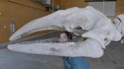 Anna begutachtet ein Grauwalskelett.