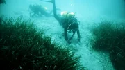 Mit dem Projekt "Manaia" sollen Seegraswiesen im Mittelmeer geschützt werden. Dazu sammeln Taucher die Samen der Pflanze.