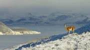 Guanako im Nationalpark Torres del Paine.