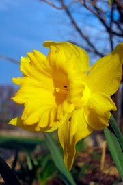 ARD/NDR GEHEIMNISVOLLER GARTEN, "Frühlingserwachen", am Sonntag um 16:30 Uhr im ERSTEN. Seit Jahrtausenden gehen Blumen mit ihren Bestäubern einen Tauschhandel ein. Nektar gegen Bestäubung.