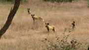 Ein Wildhundrudel darf nicht getrennt werden.