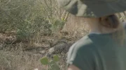 Der Kojote Pogo ruht sich im Schatten aus.