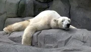 Eisbär Blizard gönnt sich nach der Aufregeung eine Pause.