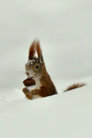 Oft werden Eichhörnchen bei ihrer Suche nach Nussverstecken beobachtet. Eichelhäher haben sich darauf spezialisiert die wendigen Nager zu übertölpeln.