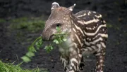 Tapirbaby Parima futtert schon munter drauflos