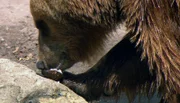ARD/NDR LEOPARD, SEEBÄR & CO., FOLGE 128, am Montag um 16:10 Uhr im ERSTEN. Kamtschatkabärin Mascha macht sich über eine Kokusnuss her.