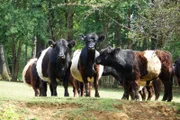 Galloway-Rinder auf der Weide in Edelsfeld im Landkreis Amberg-Sulzbach in der Oberpfalz.