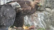 Adler versorgt Junges mit Beute.
