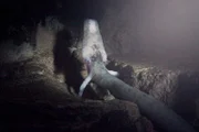 In der ewigen Dunkelheit des Karstgebirges Sloweniens lebt der skurrile Grottenolm - wie ein Wesen aus einer anderen Welt.