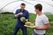 Alexander Herrmann macht einen Klopftest an einer Wassermelone bei Thomas Barth im Folientunnel in Bergkirchen (Lkr. Dachau, Oberbayern).