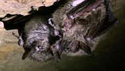 Teichfledermäuse überwintern in Höhlen im Osnabrücker Land. In kleinen Gruppen, den so genannten Clustern, hängen die Tiere zusammen, um sich zu wärmen.