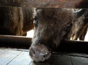 Wisent.
