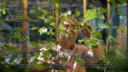 Genetisch modifizierte Bäume.; Borkenkäfer-Schäden am Schliersee.; Hilferuf der Bäume.; Insekten- versus Baummigration.; Baumsprache.