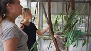 Die Tierärztin Dr. Ali Bee und ihre Tochter Izzy betreiben auf Magnetic Island eine Auffangstation für verwaiste und verletzte Koalas. Die Beuteltiere stehen auf der roten Liste der gefährdeten Arten – ihr Lebensraum, der Wald, wird immer mehr abgeholzt und gerodet.