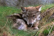 Junger Wolf wartet auf die Rückkehr seines Rudels.