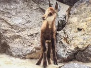 Gamskitz "Sepp" hat zwar noch keine Hörner, auch Krucken genannt, dafür erkennt man an den kleinen Beinen die zwei Hufe. Gämsen sind Paarhufer. Gamskitz "Sepp" hat zwar noch keine Hörner, auch Krucken genannt, dafür erkennt man an den kleinen Beinen die zwei Hufe. Gämsen sind Paarhufer.