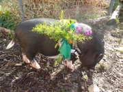 Hamlet fein geschmückt - mit essbaren Pflanzen und Blumen. Doch Hamlet durchwühlt lieber den Boden nach Insekten und Wurzeln.