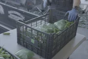 Der CBP-Aufsichtsbeamte Ramirez durchsucht Bündel mit mutmaßlichen Betäubungsmitteln, die in einer Ladung Jalapeños gefunden wurden, die den Pharr Port of Entry passieren sollte.