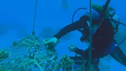 Der Klimawandel setzt dem Great Barrier Reef extrem zu, bis 2020 hatte es fast die Hälfte seiner Korallen eingebüßt. Doch Organisationen wie „Reef Restoration Foundation“ forsten einen Teil des Riffs in mühevoller Kleinarbeit wieder auf.