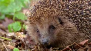 In der „Sendung mit dem Elefanten“ gibt es eine spannende Tierdokumentation über einen Igel.