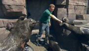 Tierpfleger Dirk Stutzki beim medizionischen Training mit Seebären.