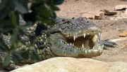 Noch sind die Krokodile im Terrarium.