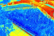 Klein aber oho: Die Drohnenaufnahme der Wärmebildkamera zeigt, dass der Tiny Forest bis zu 10 Grad kälter ist als die angrenzende Kreuzung. Ein anschaulicher Beleg, wie effektiv Bäume kühlen.