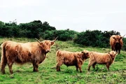 Im Herzen Schottlands Mit dem Zug durch die Lowlands Hochlandrinder