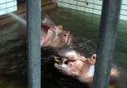 ARD/SWR EISBƒR, AFFE & CO FOLGE 140, "Zoogeschichten aus Stuttgart", am Mittwoch (17.11.10) um 16:10 Uhr im ERSTEN. Die Flusspferde der Wilhelma teilen sich die Anlage mit Pferdflusspferd Hanniball. Der genieﬂt hier eine Menge Privilegien.
