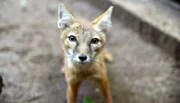 Zoo Berlin: Im Raubtierhaus sollen die Jungtiere der Steppenfüchse gegen Tollwut geimpft werden. Dafür müssen die Füchse ihnen erst mal ins Netz gehen. - Im Bild: Junger Steppenfuchs.
