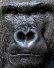 Ein Star im Zoo Berlin ist Gorilla Ivo.