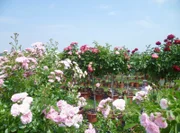 Der RosenPark Dräger bietet die größte Auswahl an Hochstammrosen in Deutschland.