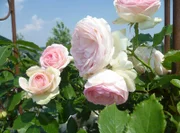 Eine von Hunderten besonders attraktiver englischer Rosensorten.