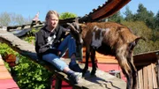 Oft besucht Janko die Ziegen auf dem Dach.