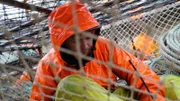 Greenhorn, Landon Cheney, crawls inside a pot to make sure it is in perfect shape before being dropped to the sea floor from F/V Summer Bay
